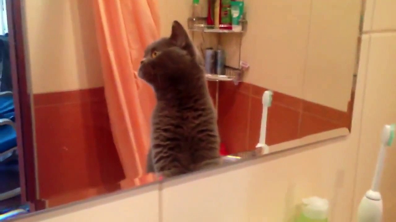 Aynada Gördüğü Yansımasına Hayran Kalan Kedi