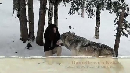 Non, les loups n’ont pas tous envie de vous croquer