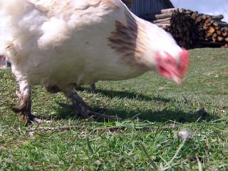 Tapage dans la basse-cour