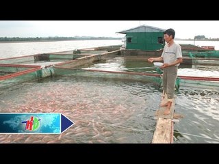 Phòng và điều trị bệnh cho cá nước ngọt | HDTV