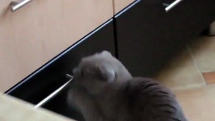 Вороватый кот