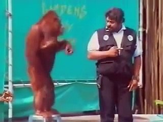 Orangutan does magic tricks and it's hilarious.
