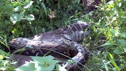The biggest Python in the world - Python Attacks Deer