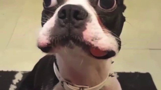 Raté! Ce chien essaie de cacher une carotte dans sa bouche