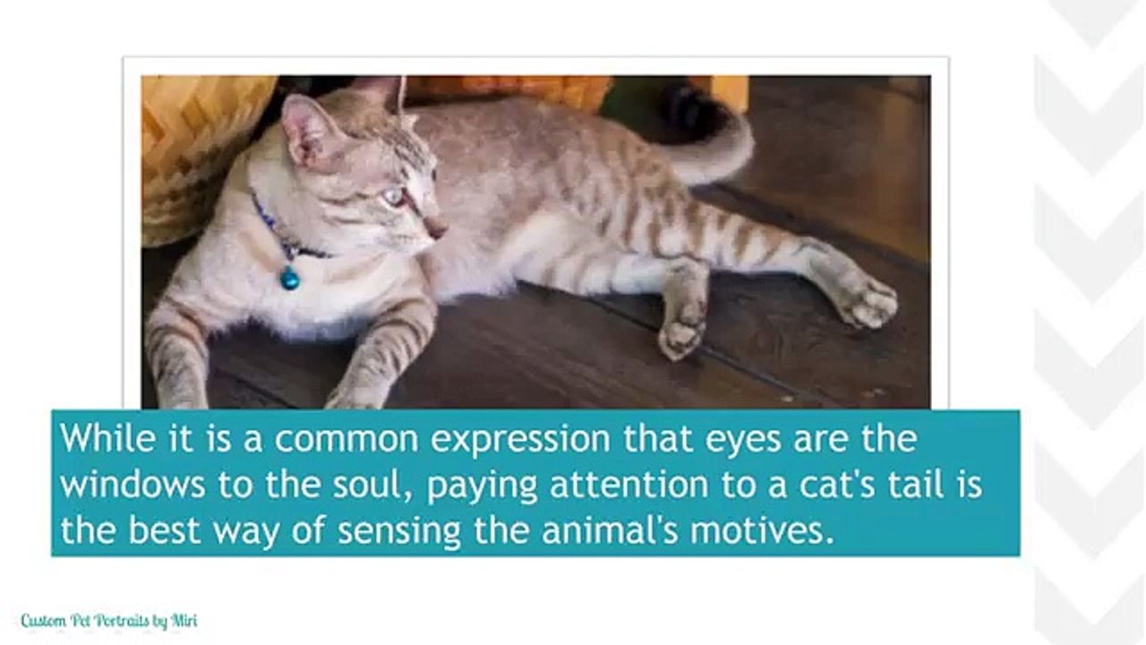 What Do Your Cat's Gestures Mean