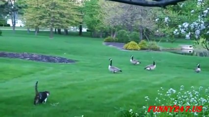 Cat Vs Goose Funny Animals Attack Clips