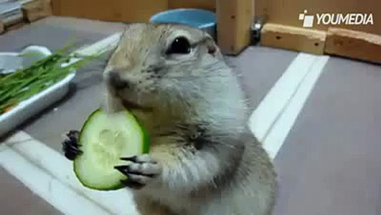 суслик обедает