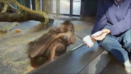 Yaplan Sakaya Kahkaha Atan Maymun