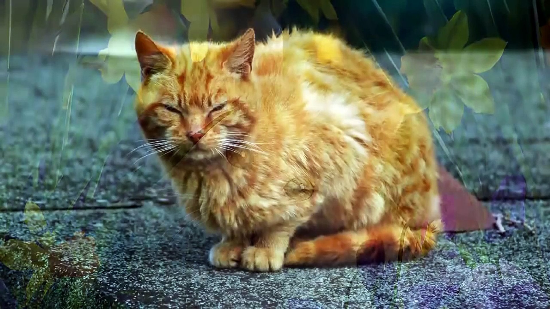 ⁣Cat pictures and cat sounds, Cats Meow