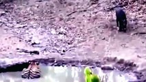 Tigre vs Jabalí Peleas a Muerte | Animales Salvajes Ataques | - 2016