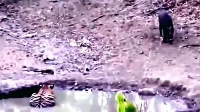 Tigre vs Jabalí Peleas a Muerte | Animales Salvajes Ataques | - 2016