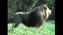 León De Ataque Tigre | National Geographic Wild 2016 | Animales Ataque De 2016 - 2016