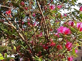 Piazza di Spagna en fleurs - Rome - Italie (2/2) - LPJ