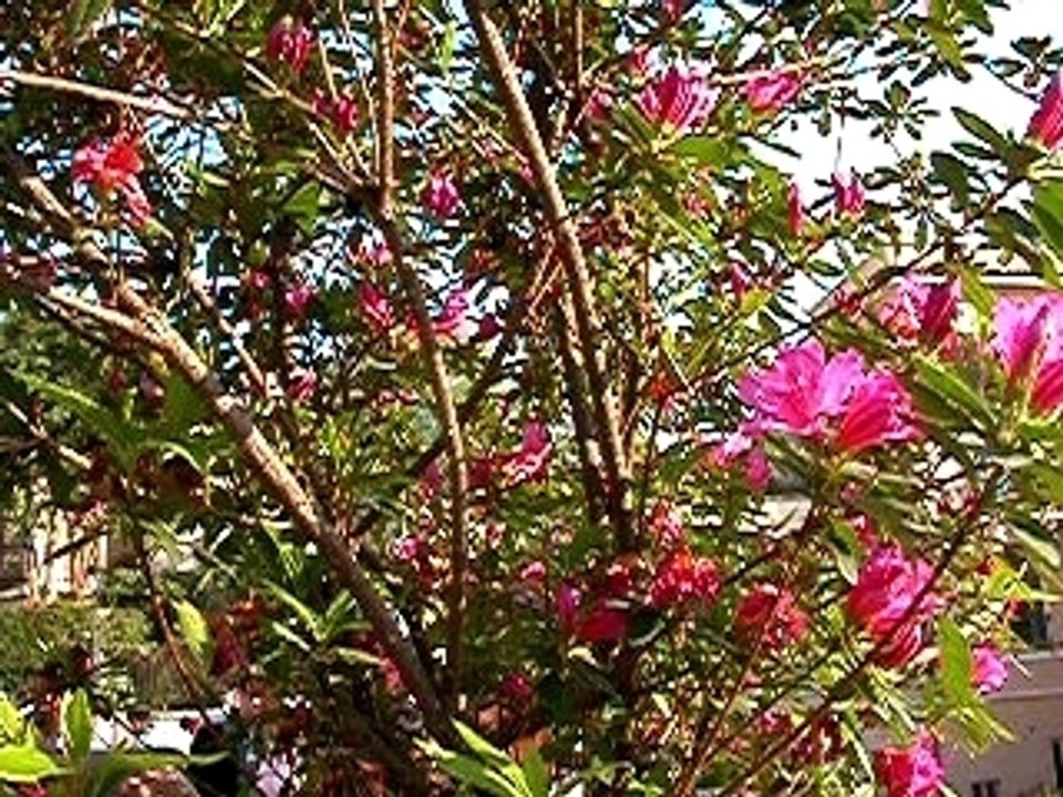 Piazza di Spagna en fleurs - Rome - Italie (2/2) - LPJ