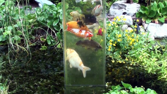 Fishes can swim above water level with this anti gravity Tank