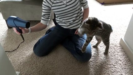 Oskar the Blind Kitten Versus Hair Dryer - Epic Cat Battle
