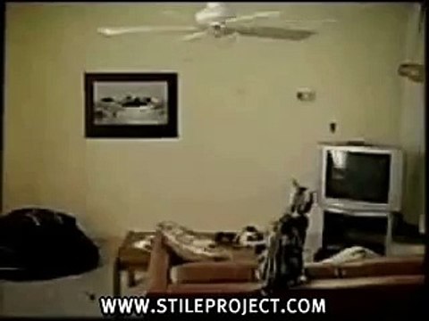 cat jumps on ceiling fan