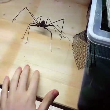 Euphrynichus Amanica Whip Spider bites the hand that feeds it...Credit: ViralHog