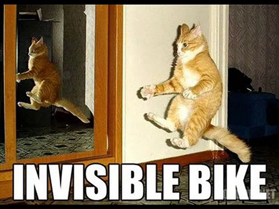 Funny cat show