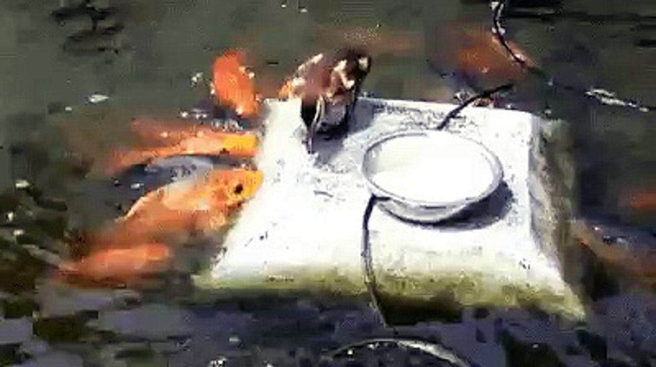 Interesting Video # 12