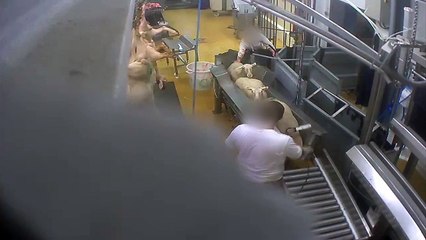 L'abattoir certifié Bio de Vigan (Gard) accusé de maltraitances sur les animaux