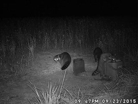 Des ratons laveurs se lavent les mains avant de manger