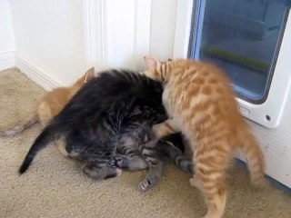 Puppy Breaks Up Kitten Fight!