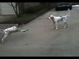 Puppy fakes her own death while playing
