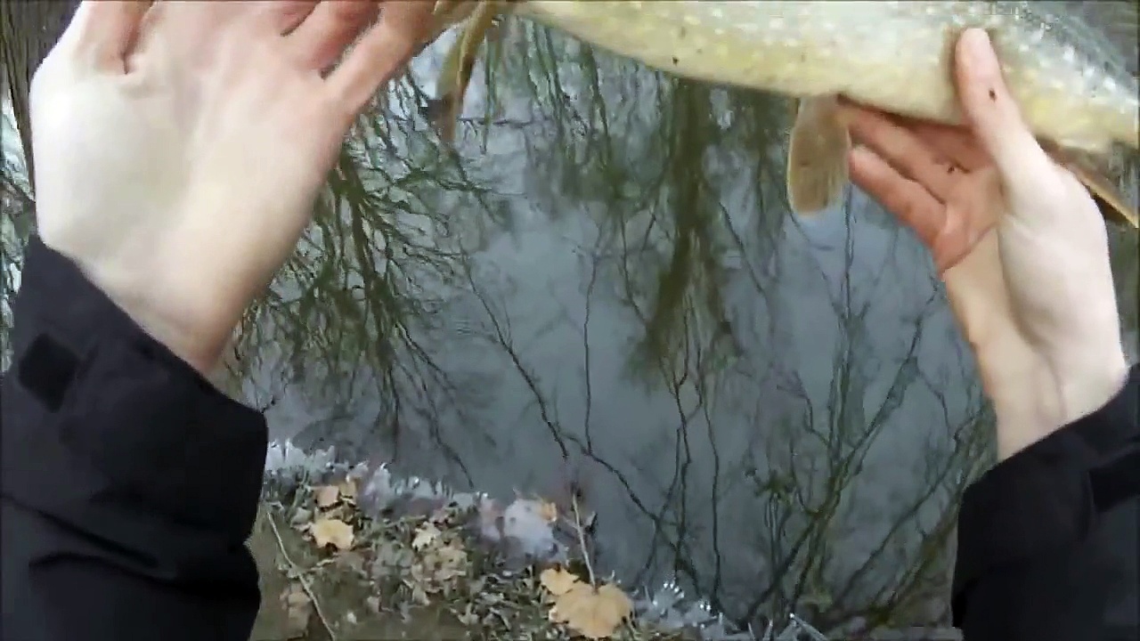 Catching pike on minnow wobbler. Fishing for pike in the early spring.