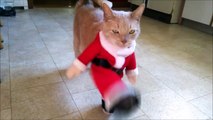 Ce chat déteste son costume de noel