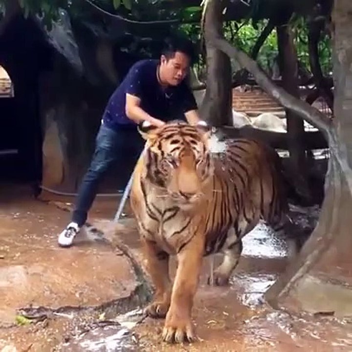 How To Bath A Tiger
