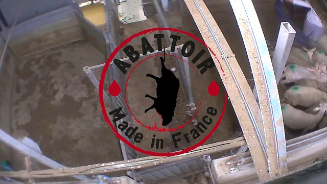 Gard : vidéo accablante tournée dans un abattoir bio- ATTENTION IMAGES CHOQUANTES
