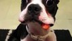 Tiny Boston Terrier Dog tries to hide Carrot in his Mouth... FAIL