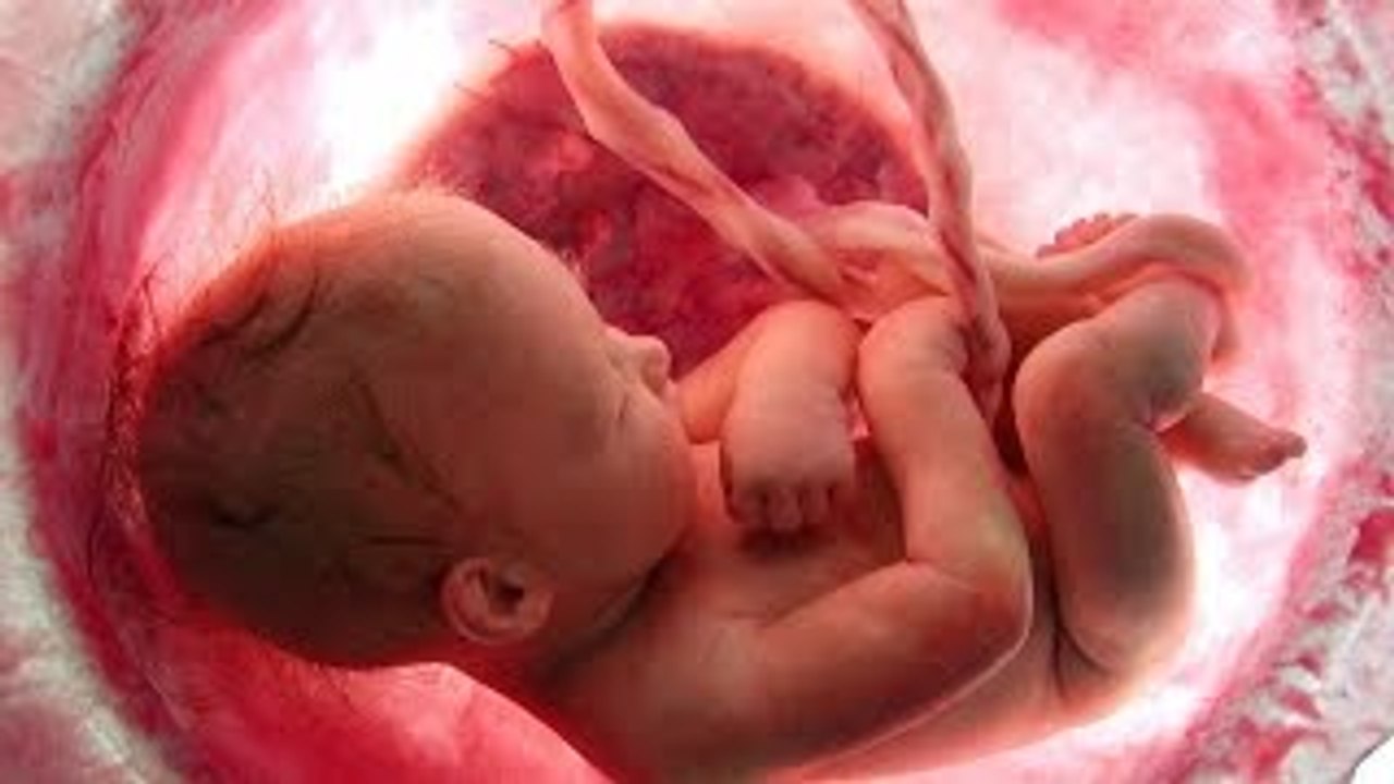 HOW BABY GROWS IN THE WOMB DURING PREGNANCY - BABY IN WOMB FULL HD