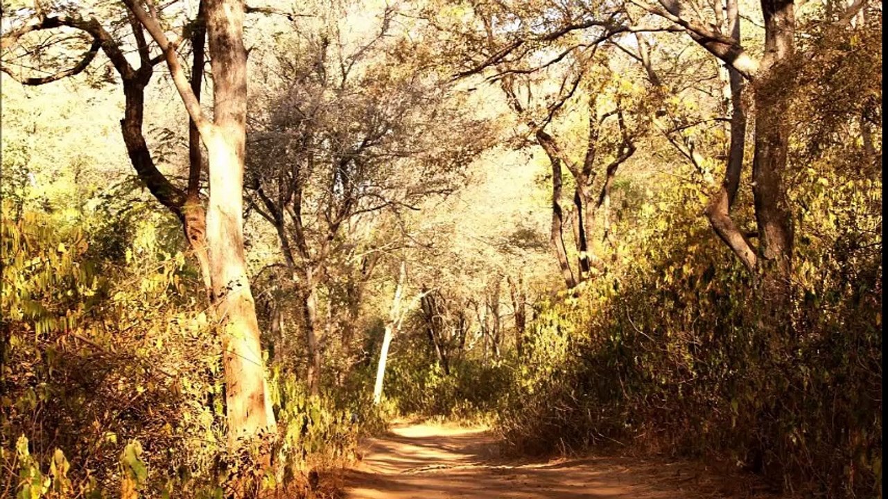 Parc national de Sariska
