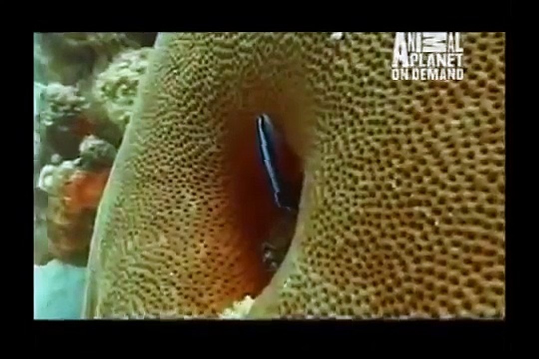 GREAT BARRACUDA ATTACK [Animal Nature Documentary]
