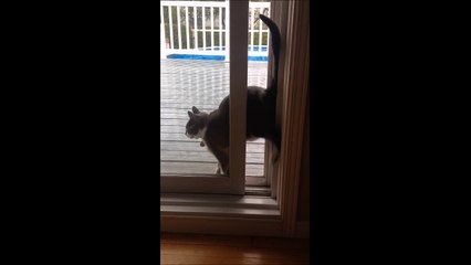 Un chat contorsionniste a trouvé la méthode pour rentrer par la fenêtre!
