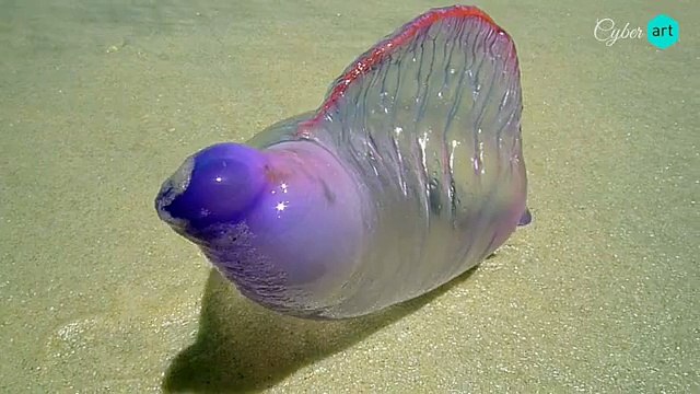 Una creatura del mare molto pericolosa... State molto attenti!