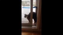 Cat is a real Acrobat to go through Window small opening!