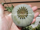 (#1/5) How to Grow Poppies in 5 Stages from Poppy Seed Pod to Flowers - Papaver Somniferum