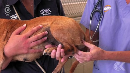 SPCA under-resourced to prosecute cruelty׃ RNZ Checkpoint