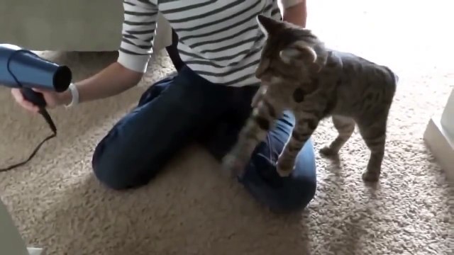 прикол - Котэ & Фен