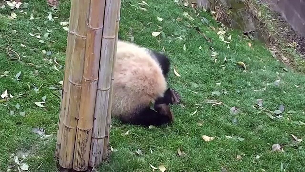 Takla Atmayı Seven Sevimli Panda