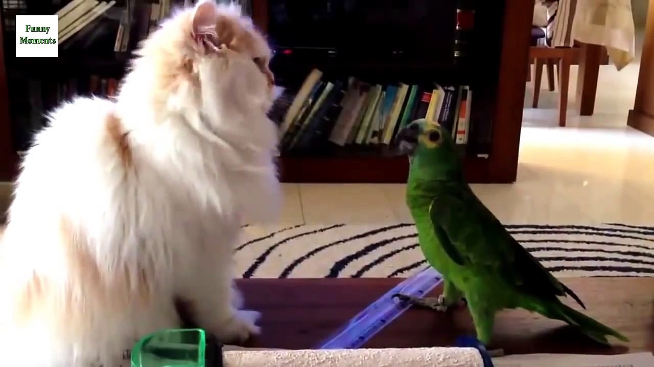 Funny Parrots Annoying Cats 2016 [NEW HD]