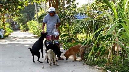 Happy dogs - Koh Chang, Thailand