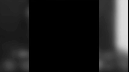 Pingüino trota en cinta para investigación de su pisada