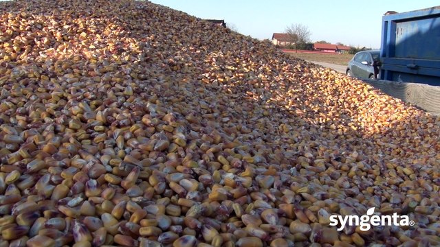 Syngenta hibridi kukuruza – SY Zoan_437_30.01.2016.