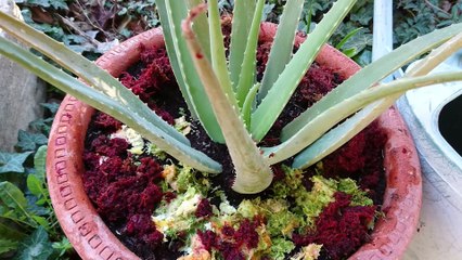 LE JUS DES SPORTIFS,PERFORMANCE ET RÉCUPÉRATION DOUBLÉS ! AU MINIMUM..