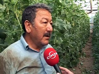 Sera kavunu çiftçinin gözdesi