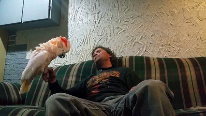 Toujours cette espèce de perroquet dans ce genre de vidéo